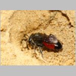 Sphecodes pellucidus - Blutbiene w004c 9mm - Halen Waldgebiet TUEP det.jpg